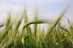 Barley Close Up